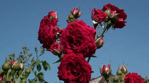 Wild tea-rose on a background sky Stock Footage 39718864