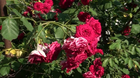 Wild tea-rose Stock Footage 39719084