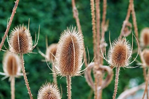 Wild teasel against a green hedge Stock Photos