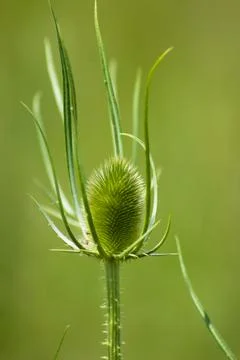 Wild teasel closeup view with selective focus on foreground Stock Photos