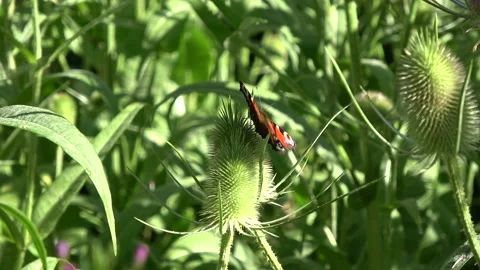 Wild teasel Dipsacus fullonum and peacock butterfly  Vanessa io Stock Footage 232032393
