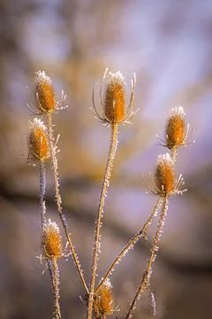 The Wild Teasel (Dipsacus fullonum) in close-up during winter. Stock Photos
