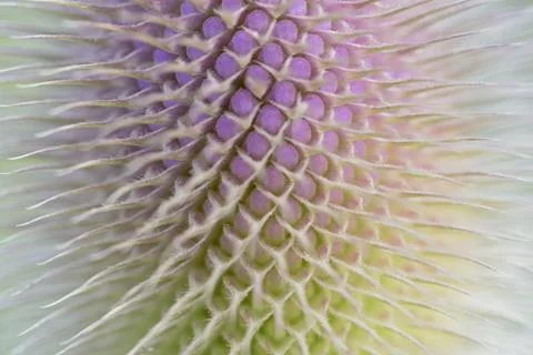 Wild teasel Dipsacus fullonum inflorescence in front of flowering close up Stock Photos