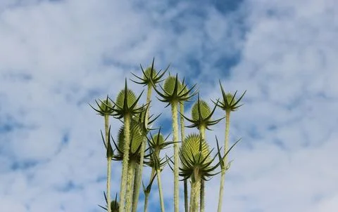 Wild teasel - Dipsacus fullonum Stock-Fotos