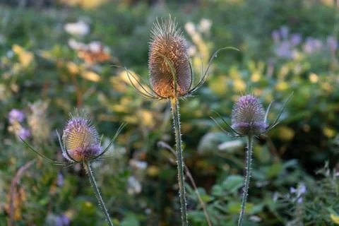 Wild teasel at dusk 库存照片
