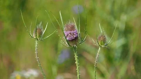 Wild teasel flower, Dipsacus fullonum Stock Footage 157901568