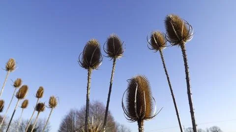 Wild teasel flowers Stock Photos