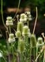 Wild teasel garden flowers and bumble bee close up at sunny day Photo