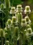 Wild teasel garden flowers and bumble bee close up at sunny day Photo