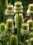 Wild teasel garden flowers and bumble bee close up at sunny day Photo