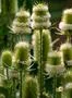Wild teasel garden flowers and bumble bee close up at sunny day Photo