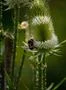 Wild teasel garden flowers and bumble bee close up at sunny day Photo