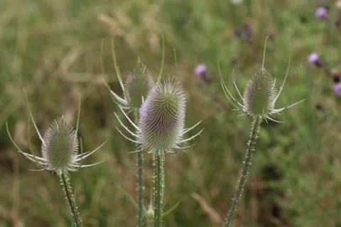 Wild teasel thistle or or fullers teasel (Dipsacus fullonum) Stock Photos