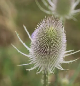 Wild teasel thistle or or fullers teasel (Dipsacus fullonum) Stock Photos