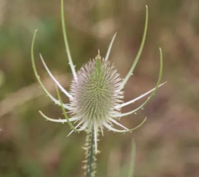 Wild teasel thistle or or fullers teasel (Dipsacus fullonum) Stock Photos