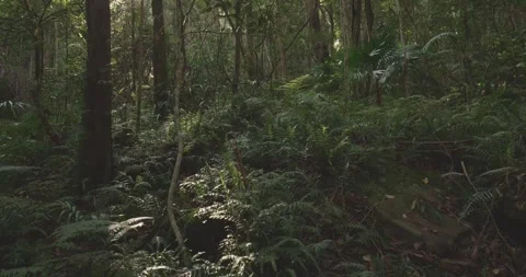 Wild Temperate Forest Handheld Lush Nature Scenic Australia Stock Footage 313574530