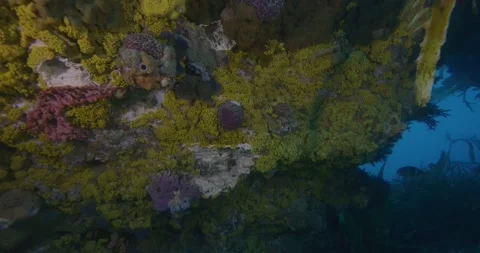Wild Temperate Reef Full of Color and Life Australia Stock Footage 331633873