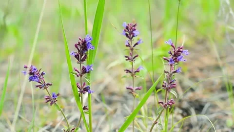 Wild tender flower with little blue bells, Penstemon, blooms in meadow on wind Video stock 146591953
