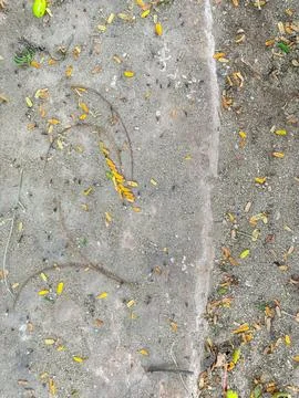 Wild texture Stock Photos