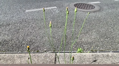 Wild thin green plants Vidéo 338314535
