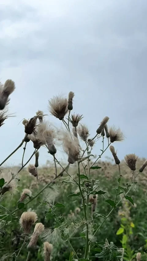 Wild Thistle Blowing in the Wind Stock Footage 303168489