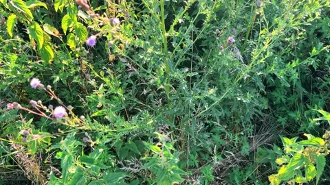 Wild thistle field in summer sunlight. The delicate purple blooms. 库存影片 317405193