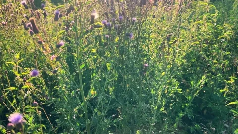 Wild thistle field in summer sunlight. The delicate purple blooms. Video stock 317405226