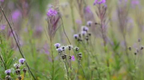 Wild thistle flowers in a meadow Stock Footage 7766281