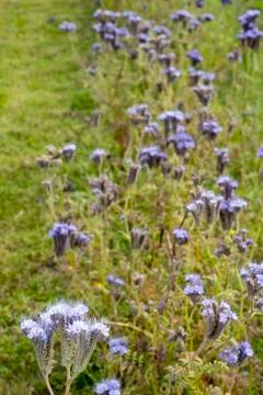 Wild thistle Stock Photos