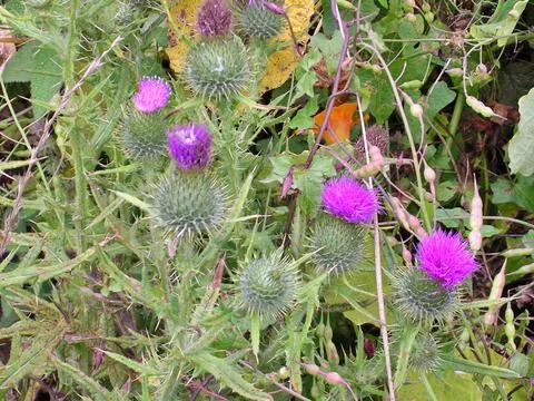 Wild Thistle Stock Photos