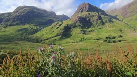 Wild thistle plants swaying in the wind in Glencoe Valley, Scotland Stock Footage 328528124
