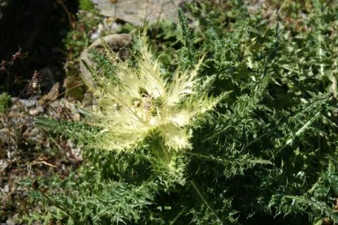 Wild thistle rosette Stock Photos