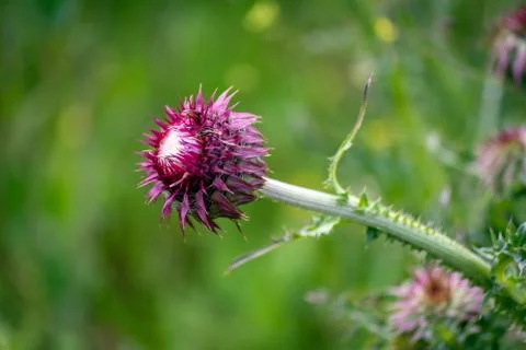 Wild thistle in Turkey Stock Photos
