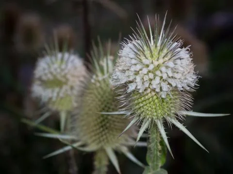 Wild thistle white close up Stock Photos
