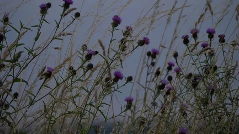 Wild thistles in strong wind Stock Footage 165204415