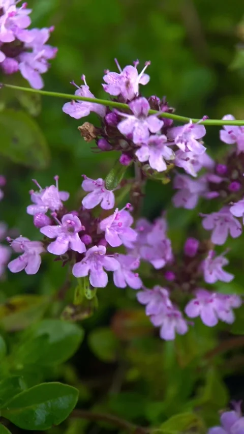 Wild thyme blooms close up macro, forest, plants, botany Stock Footage 251622539