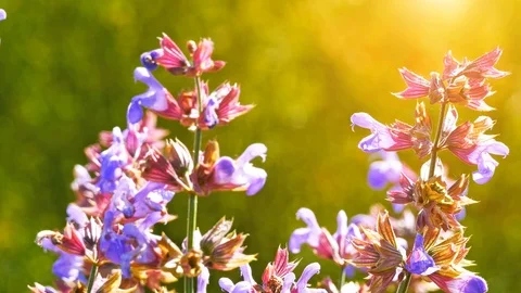 Wild thyme flowers field Stock Footage 92913809