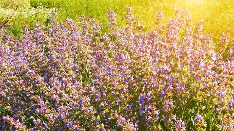 Wild thyme flowers field Stock Footage 92913966