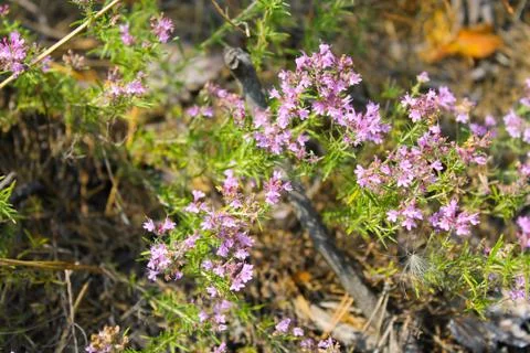 Wild thyme on the meadow Stock Photos