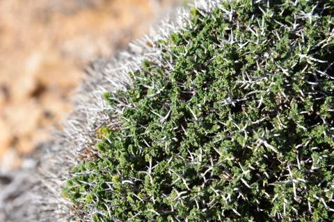 Wild thyme in nature in Cyprus Stock Photos
