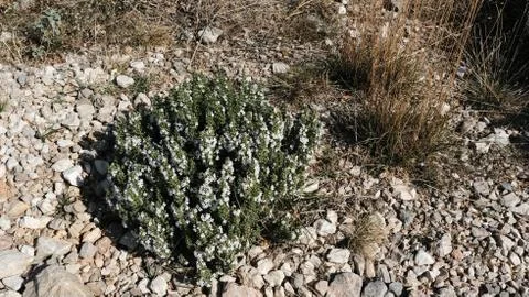 Wild Thyme Stock Photos
