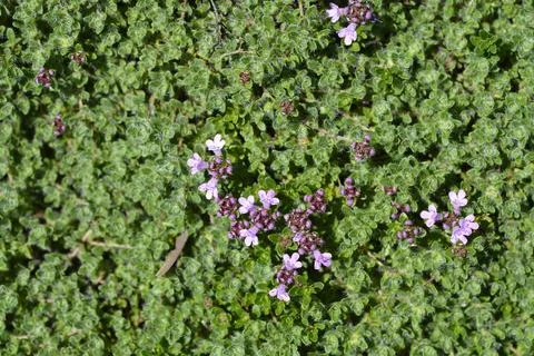 Wild thyme Stock Photos