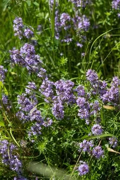 Wild thyme (Thymus serpyllum) also known as Breckland thyme or Creeping thy.. Stock Photos