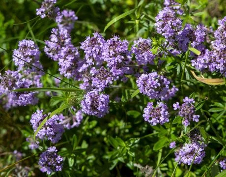 Wild thyme (Thymus serpyllum) also known as Breckland thyme or Creeping thy.. Stock Photos