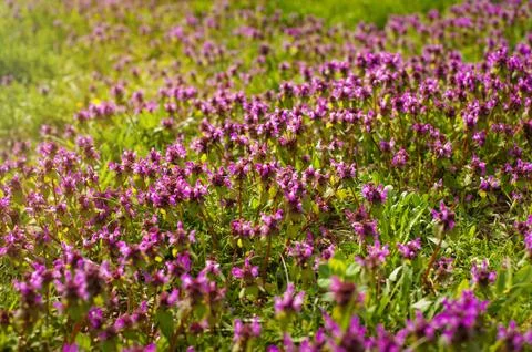 Wild thyme Thymus serpyllum . A dense group of purple flowers of this aromatic Stock Photos