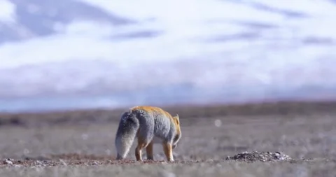 Wild Tibetan Fox 4K High Altitude Scene Stock Footage 335026096