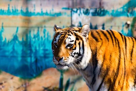 The wild Tiger 3 Stock Photos