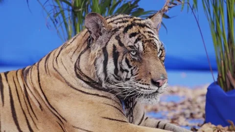 Wild tiger closeup on blue screen in slow motion Stock Footage 278273828