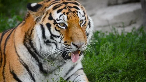 Wild tiger is eating grass Stock Footage 90337528