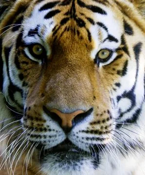 Wild tiger face Stock Photos